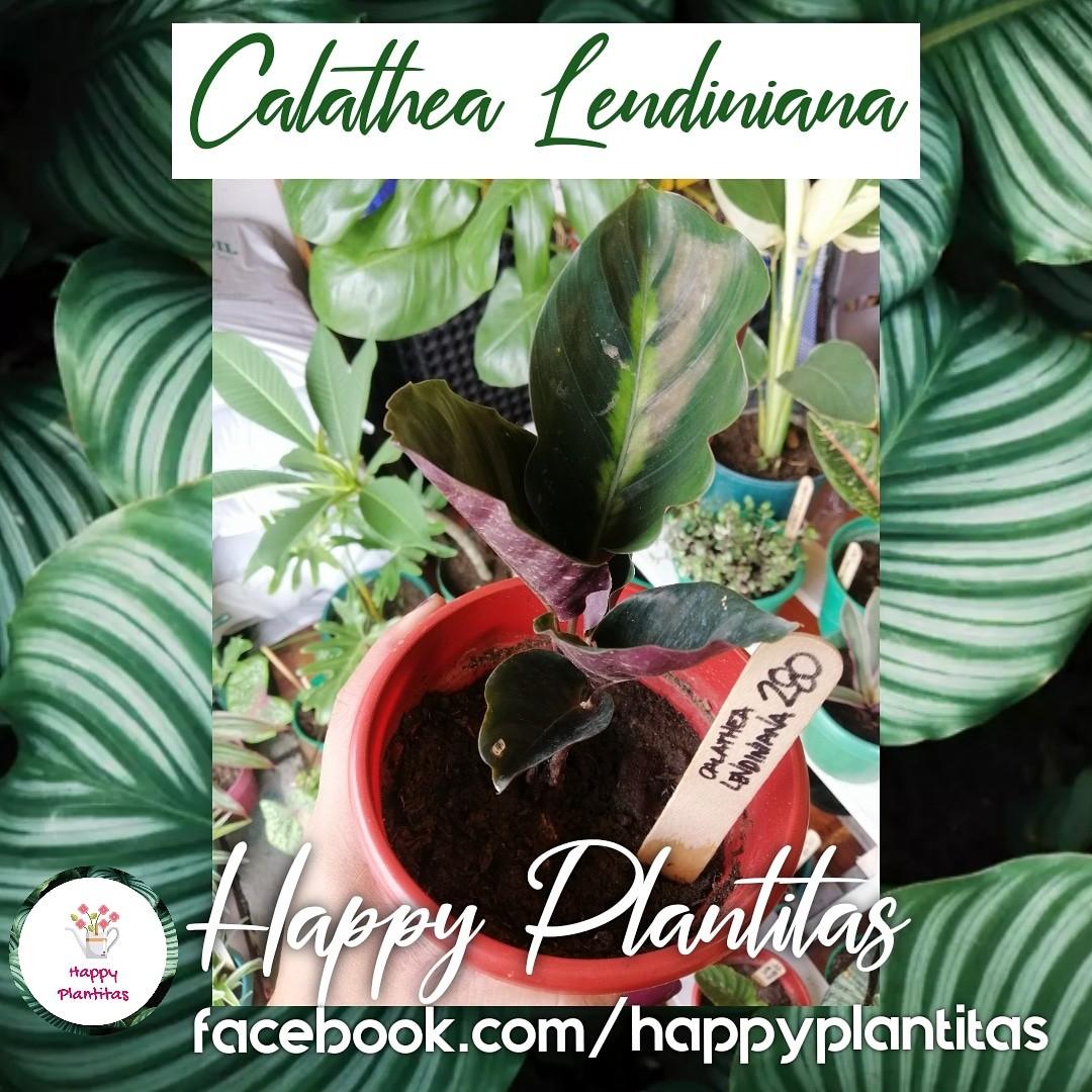 efeutute manjula happy leaf Epipremnum aureum 'Happy Leaf'