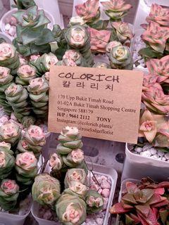 Mini succulent, 🌵, mini plants, DIY  at Bukit timah shopping center 01-02a downtown line at beauty world stand 2min walk to my shop besides uob open 10am to 7pm Sunday till 6pm  (4 for $10)