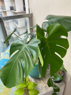 (Category: ) located in . Submitted by kathsudon (Listing ID 1084780775, Image 1). Description: .