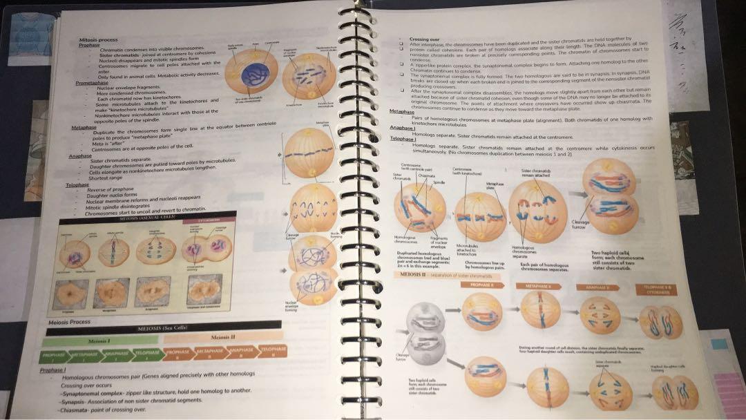 UST SHS NOTES (DIGITAL), Hobbies & Toys, Books & Magazines, Textbooks ...