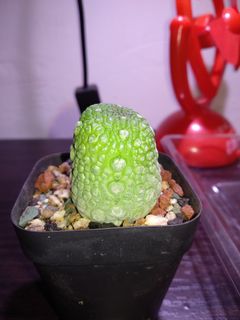 （分類：）位於 。 由 been6224 提交（商品編號 1079488212，圖片 1）。簡介： 。