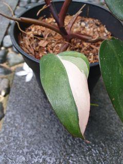 Philodendron Pink Princess