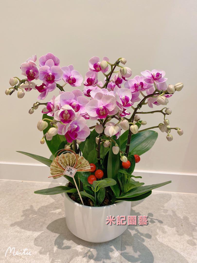 大割引 5菖小花蝴蝶蘭 400 1盤 傢俬 家居 Gardening Plants Carousell 大割引 5菖小花蝴蝶蘭 400 1盤 傢俬 家居 Gardening Plants Carousell