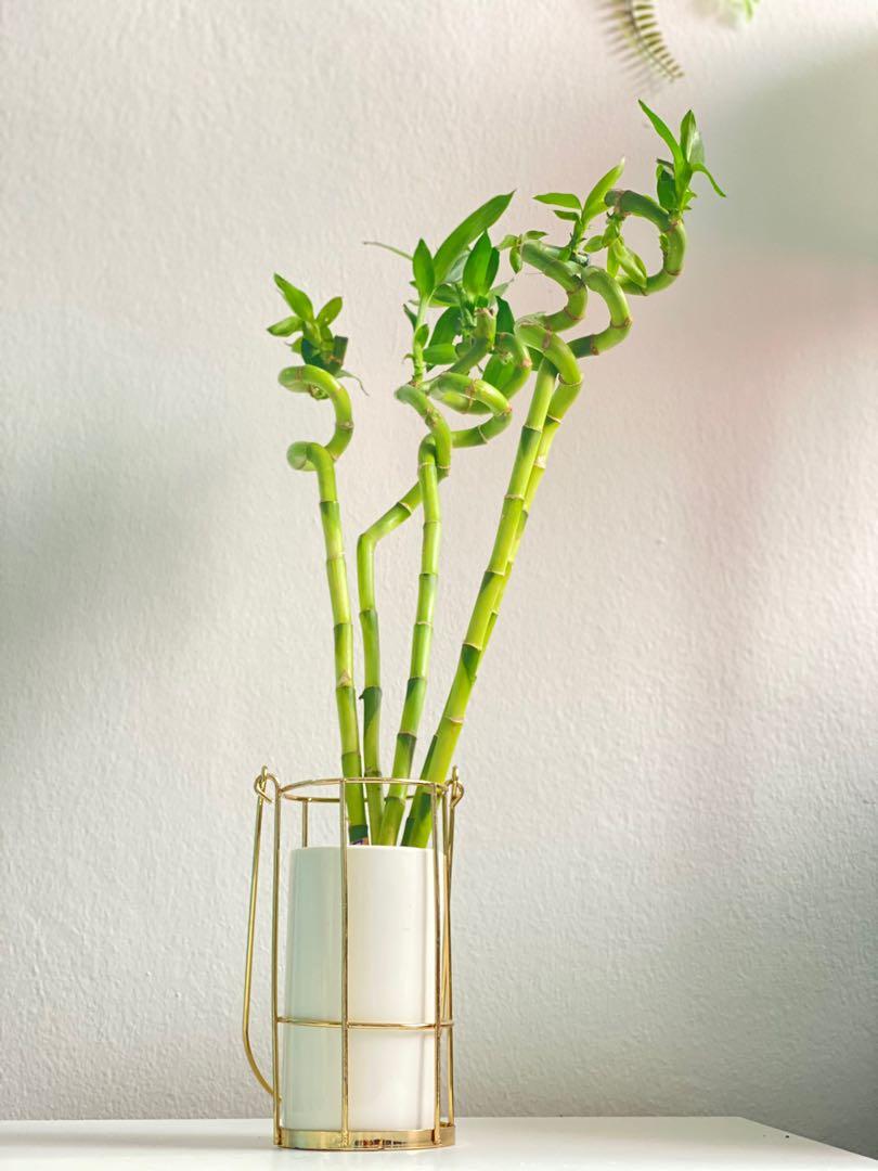 Best Indoor Plants for Sale, Furniture & Home Living, Gardening, Plants