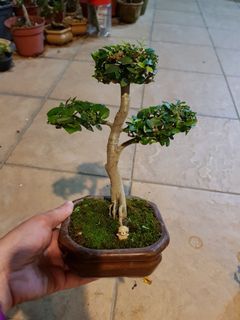 (Category: ) located in . Submitted by apple.bonsai (Listing ID 1079533488, Image 1). Description: .