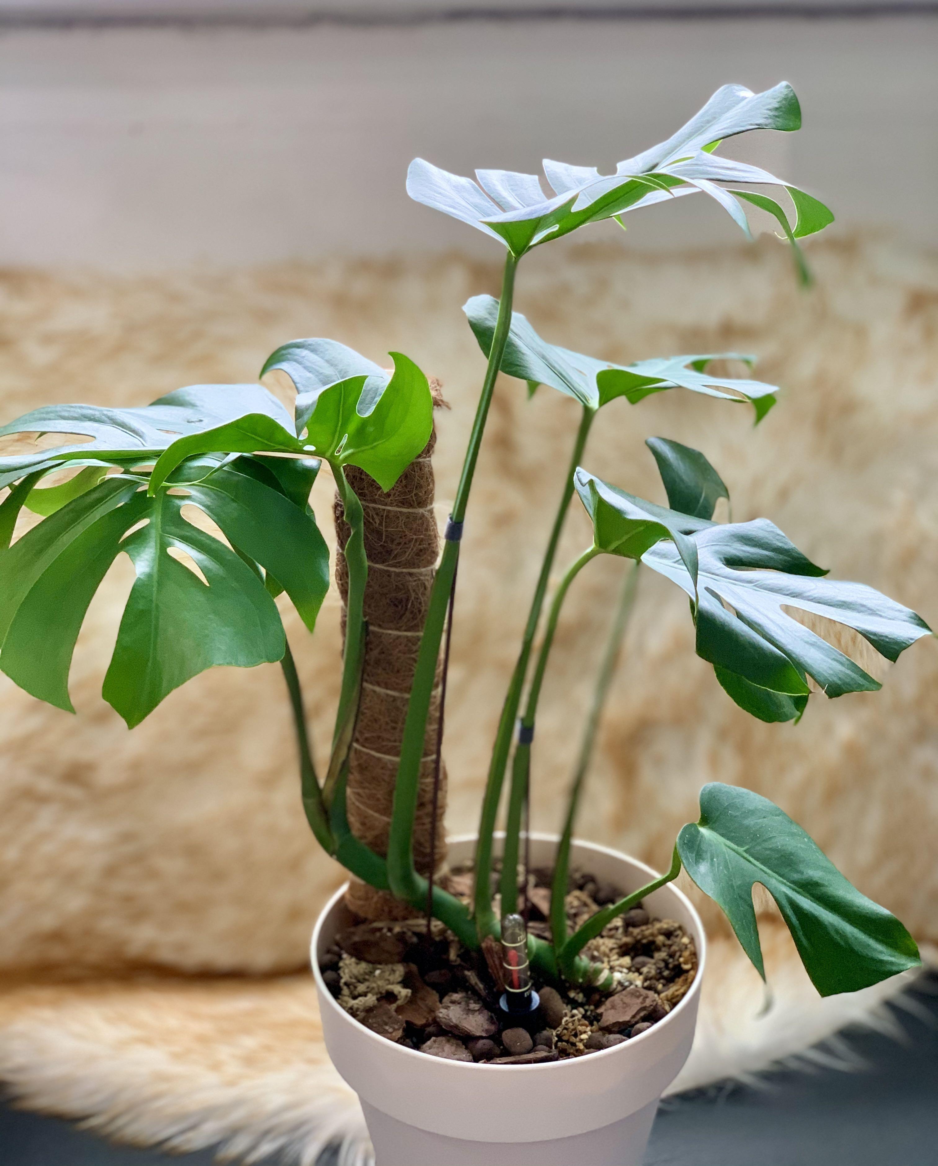 Rare Monstera Compacta, Furniture & Home Living, Gardening, Plants