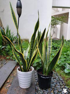 Snake Plant