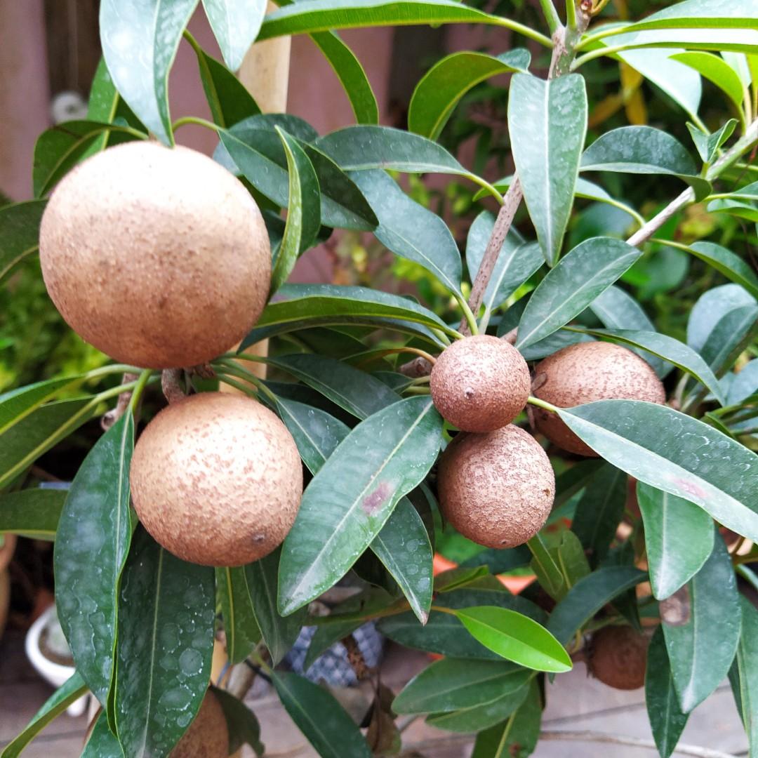 Young Chiku Tree Furniture Home Living Gardening Plants Seeds On Carousell