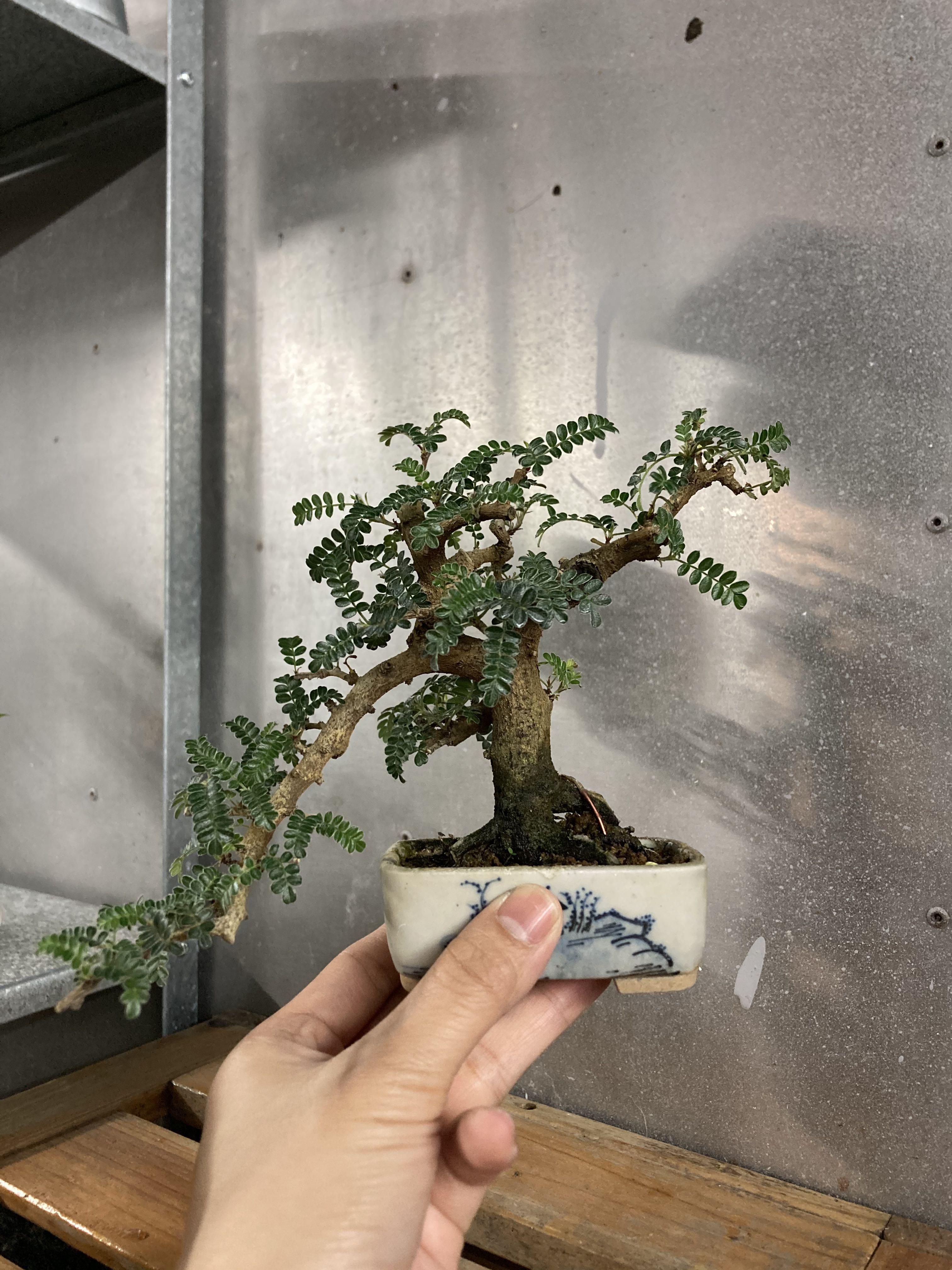 姫山椒 傢俬 家居 園藝 植物及種子 Carousell