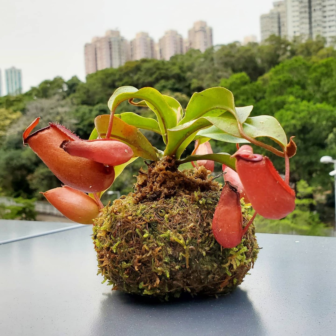 豬籠草苔蘚球苔玉 Nepenthes Moss Ball Carnivorous Plant 傢俬 家居 Gardening Plants Carousell