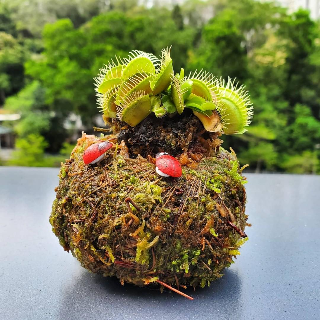 捕蠅夾苔玉苔蘚球懶人植物 Venus Flytrap Moss Ball Carnivorous Plant 傢俬 家居 園藝 盆栽 Carousell