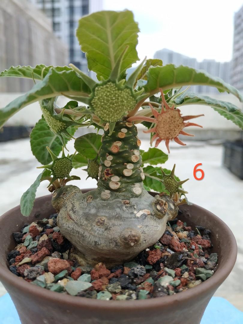 綿葉琉桑稀有品種萌系熱帶塊根多肉開花植物tropical Succulent Flowering Caudex Roots Plants Dorstenia 傢俬 家居 Gardening Plants Carousell