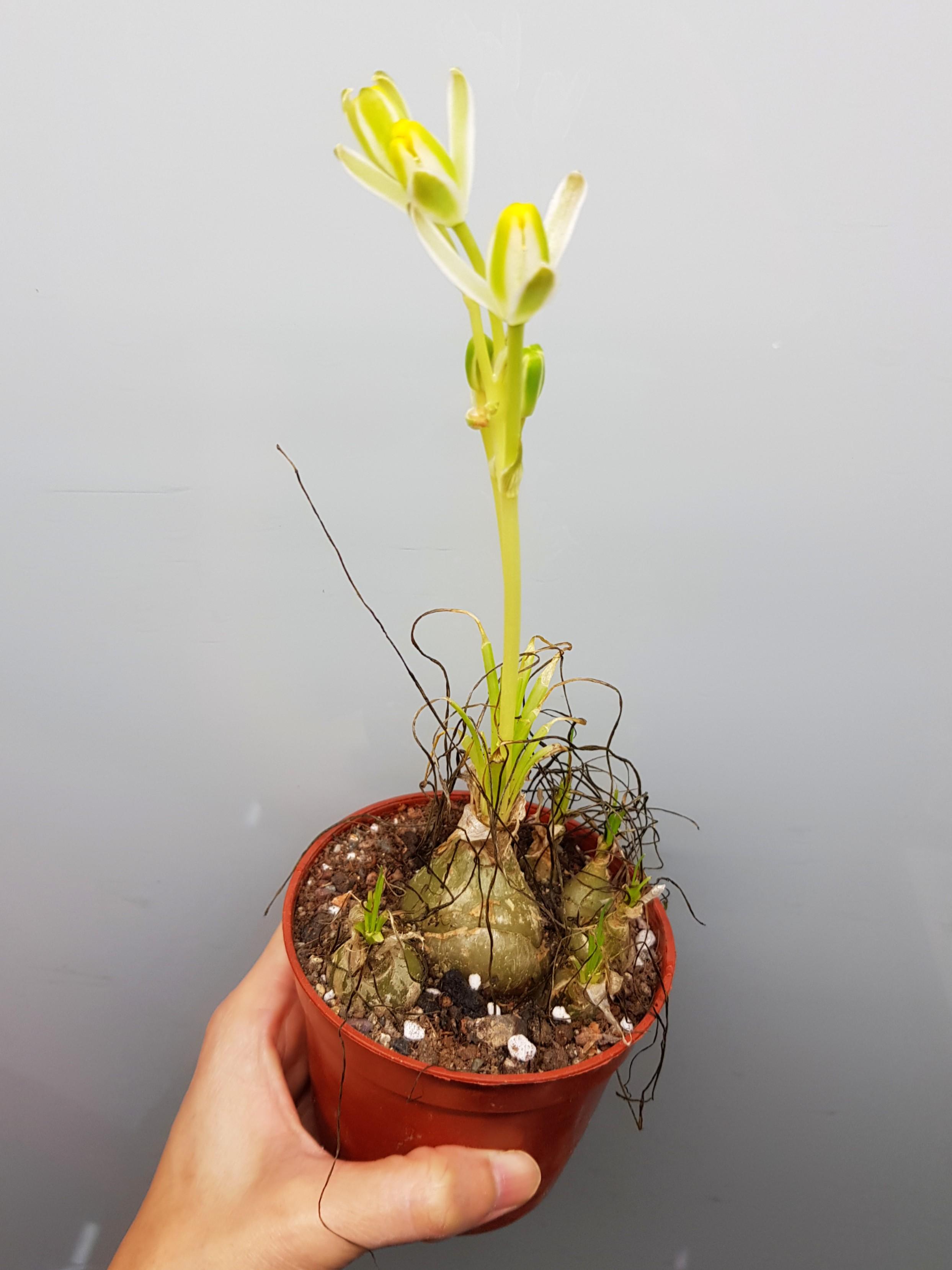 Albuca Humilis Succulent Bulb Furniture Home Living Gardening Plants Seeds On Carousell