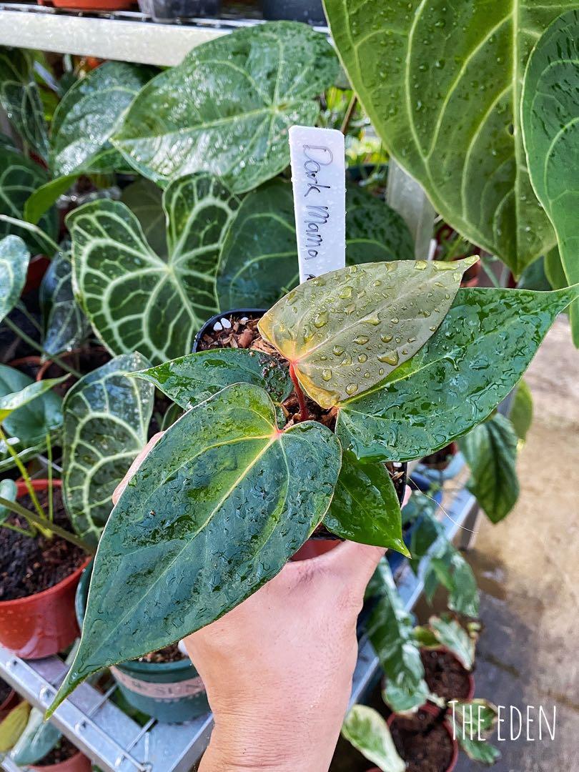 Anthurium dark mama, Furniture & Home Living, Gardening, Pots