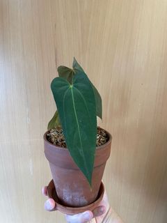（分類：）位於 。 由 ronboss120 提交（商品編號 1079656806，圖片 1）。簡介： 。