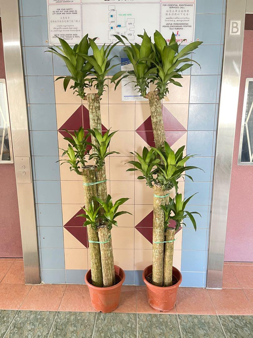 Flash Sale Deal Dracaena Fortune Plant Or Lucky Plant 7ft Tall 210 Cm Good For Your