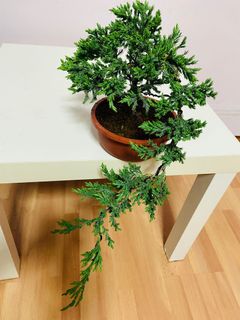 (Category: ) located in . Submitted by jnurture (Listing ID 1079529384, Image 1). Description: .