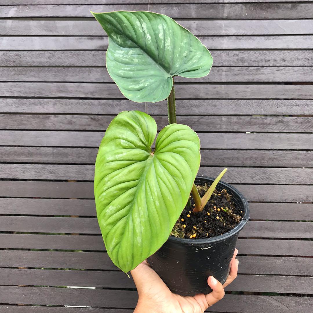Philodendron Mamei Silver Cloud Red Stem Home Furniture Gardening On Carousell