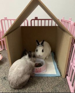 (Category: ) located in . Submitted by joleneee__ (Listing ID 1079743016, Image 1). Description: .