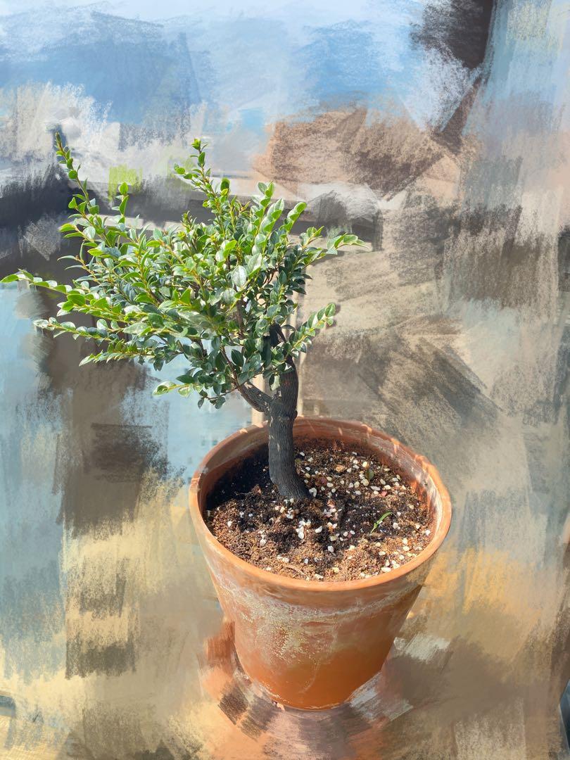 面交楓港柿 黑檀 紅紫檀造景風水盆景盆栽diospyros Vaccinioides Lindly 包圖中ikea 靚赤陶盆with Ikea Red Clay Pot 傢俬 家居 園藝 植物及種子