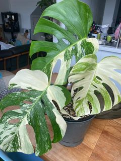 (Category: ) located in . Submitted by snoopp77 (Listing ID 1079807194, Image 1). Description: .