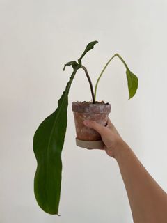（分類：）位於 。 由 ronboss120 提交（商品編號 1079869870，圖片 1）。簡介： 。