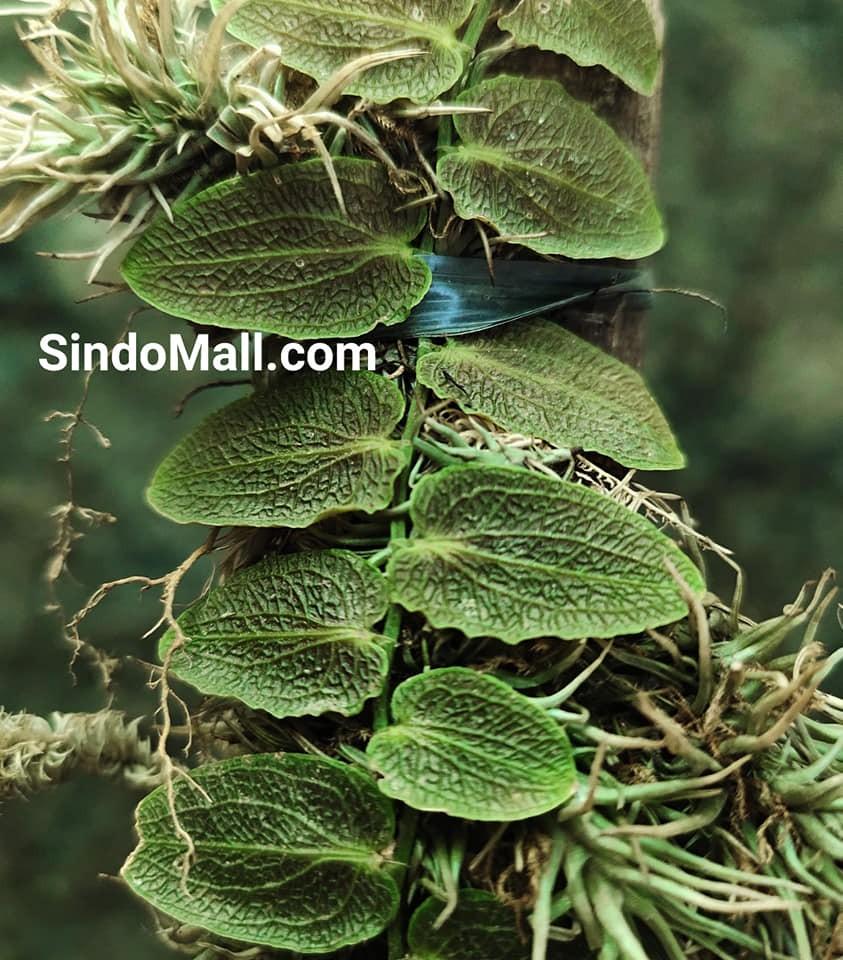 TÌNH YÊU CÂY CỎ ĐV.3 - Page 28 Pothos_beccarianus_fa0421_1617693256_f1b5c417_progressive