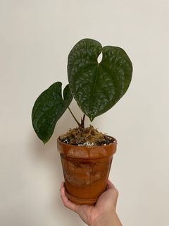 （分類：）位於 。 由 ronboss120 提交（商品編號 1079933335，圖片 1）。簡介： 。