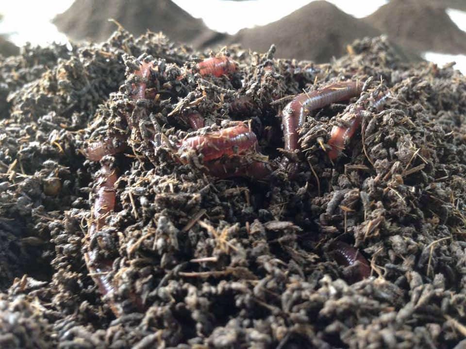 African Night Crawler Live Worms - for vermicomposting, Everything