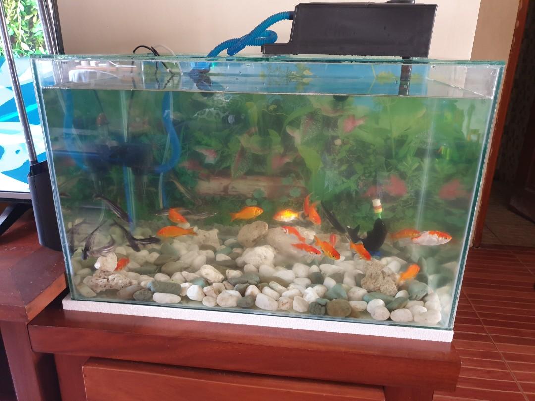 Akuarium Aquarium Besar 65 X 40 X 40 Perlengkapan Hewan Aksesoris Hewan Di Carousell Jual aquarium full set