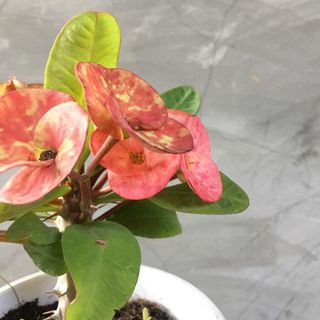 (Category: ) located in . Submitted by plantetc (Listing ID 1080132899, Image 1). Description: .