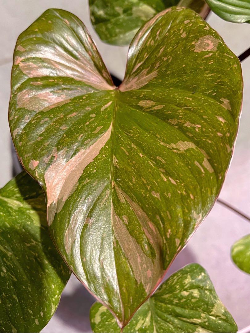 Homalomena Rubescens Variegated Pink, Furniture & Home Living