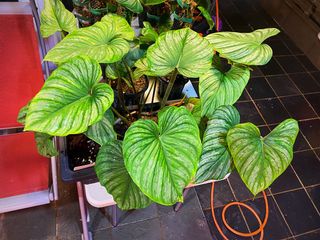 (Category: ) located in . Submitted by face.greengreen (Listing ID 1080144021, Image 1). Description: .