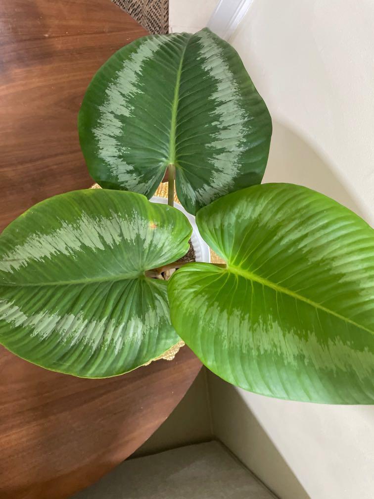 schismatoglottis wallichii RARE plant (Category: Plants & Seeds) located in Taguig. Submitted by jkayne (Listing ID 1079988657, Image 3). Description: -3 leaves -root bound -in plastic pot.