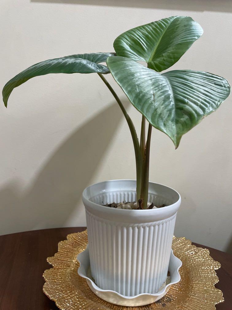 schismatoglottis wallichii RARE plant (Category: Plants & Seeds) located in Taguig. Submitted by jkayne (Listing ID 1079988657, Image 2). Description: -3 leaves -root bound -in plastic pot.