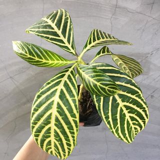 (Category: ) located in . Submitted by plantetc (Listing ID 1080130563, Image 1). Description: .