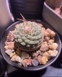 （分類：）位於 。 由 planting.buzz 提交（商品編號 1080345383，圖片 1）。簡介： 。