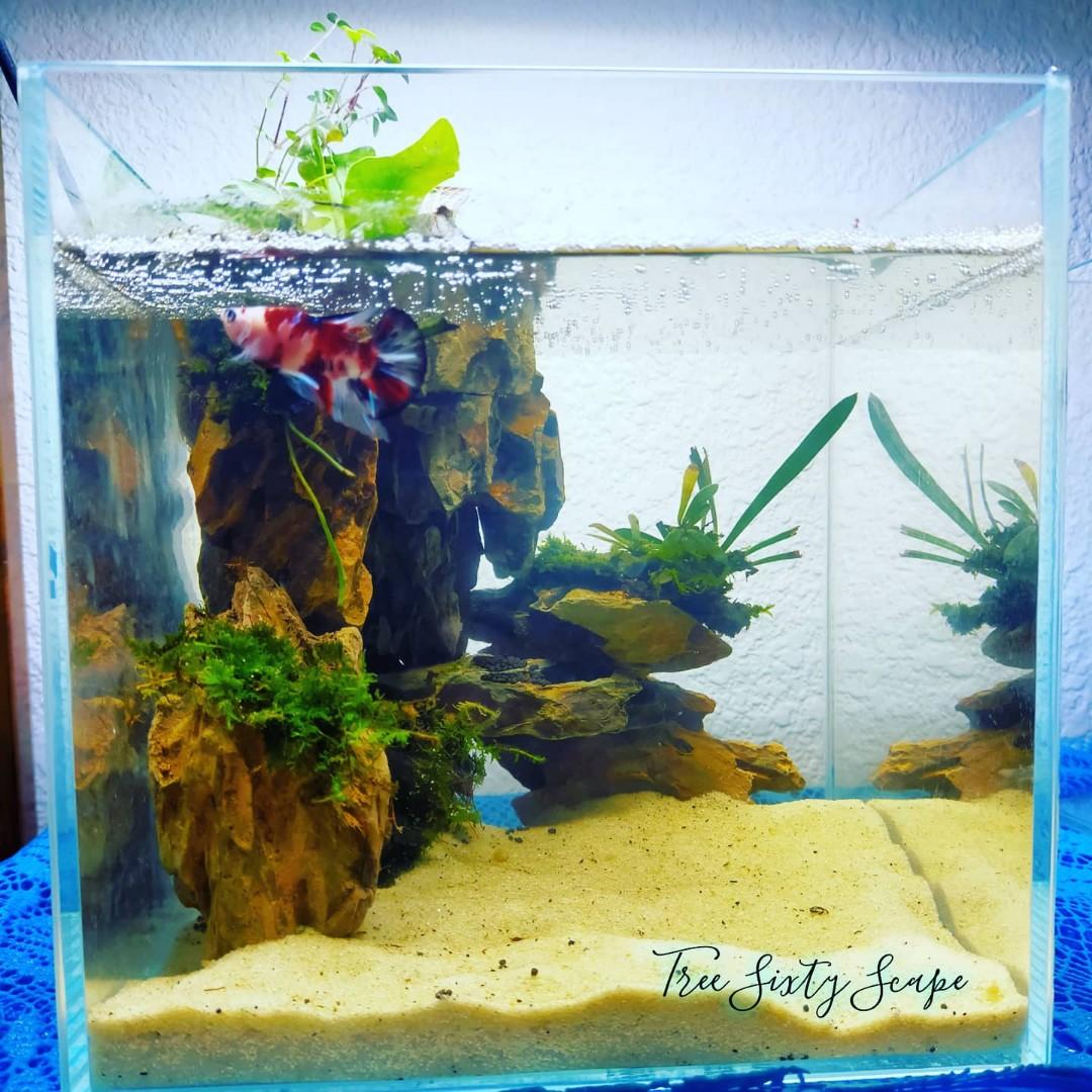 Aquarium Fish Tank Aquascape Pet Supplies Pet Accessories On Carousell