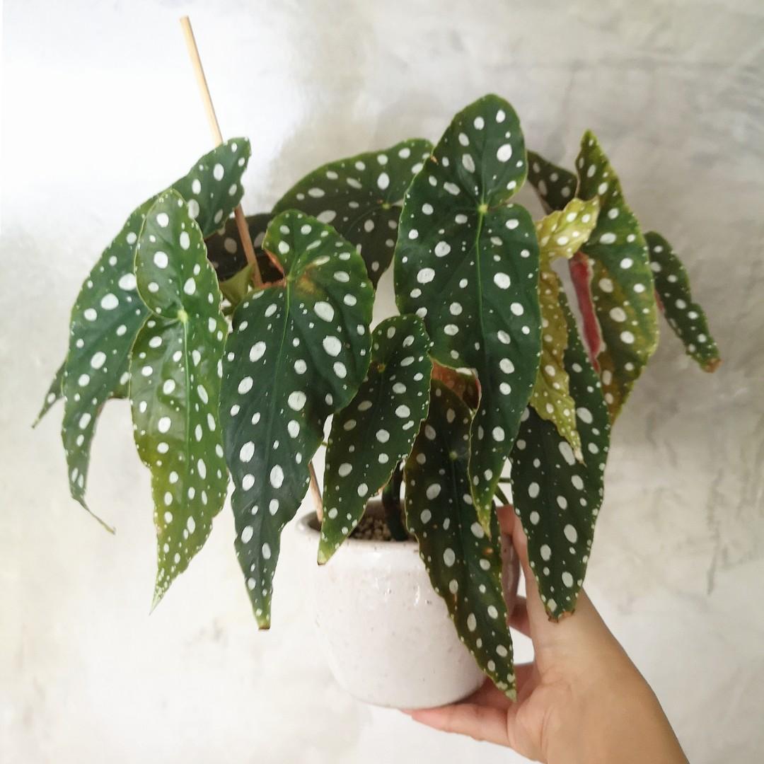 Begonia Maculata Home Furniture Gardening On Carousell