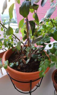 Anak Pokok Bidara 2in1 Gardening Plants On Carousell