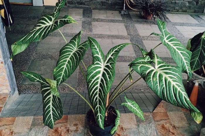 Caladium Antasoma Perkebunan Di Carousell