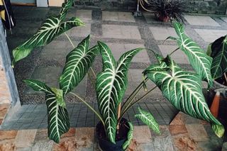 (Kategori: ) berada di . Dikirim oleh kaskass (ID iklan 1080244898, Gambar 1). Deskripsi: .