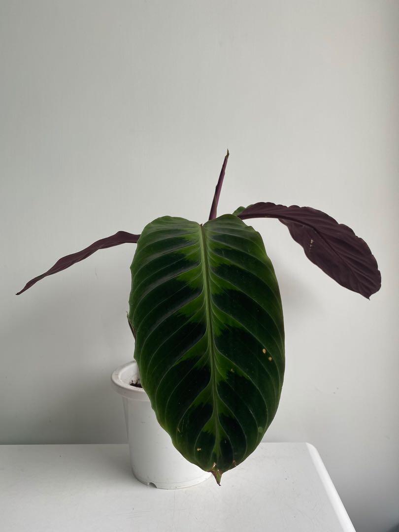 Calathea Warscewiczii 紫背天鵝絨竹芋 傢俬 家居 園藝 土壤和肥料 Carousell