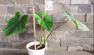 (Kategori: ) berada di . Dikirim oleh kaskass (ID iklan 1080238433, Gambar 1). Deskripsi: .