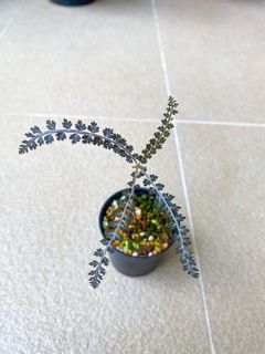 (Category: ) located in . Submitted by orchids_galore (Listing ID 1080431156, Image 1). Description: .