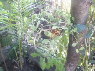 Dischidia Ointha Plant/ Manaog ka Irog