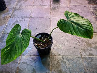 (Category: ) located in . Submitted by face.greengreen (Listing ID 1080542500, Image 1). Description: .