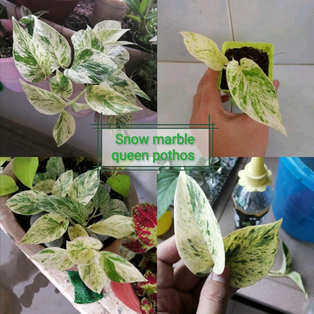 Snow Marble Queen Pothos Care Guide Furniture Home Living Home Decor Artificial Plants Flowers On Carousell