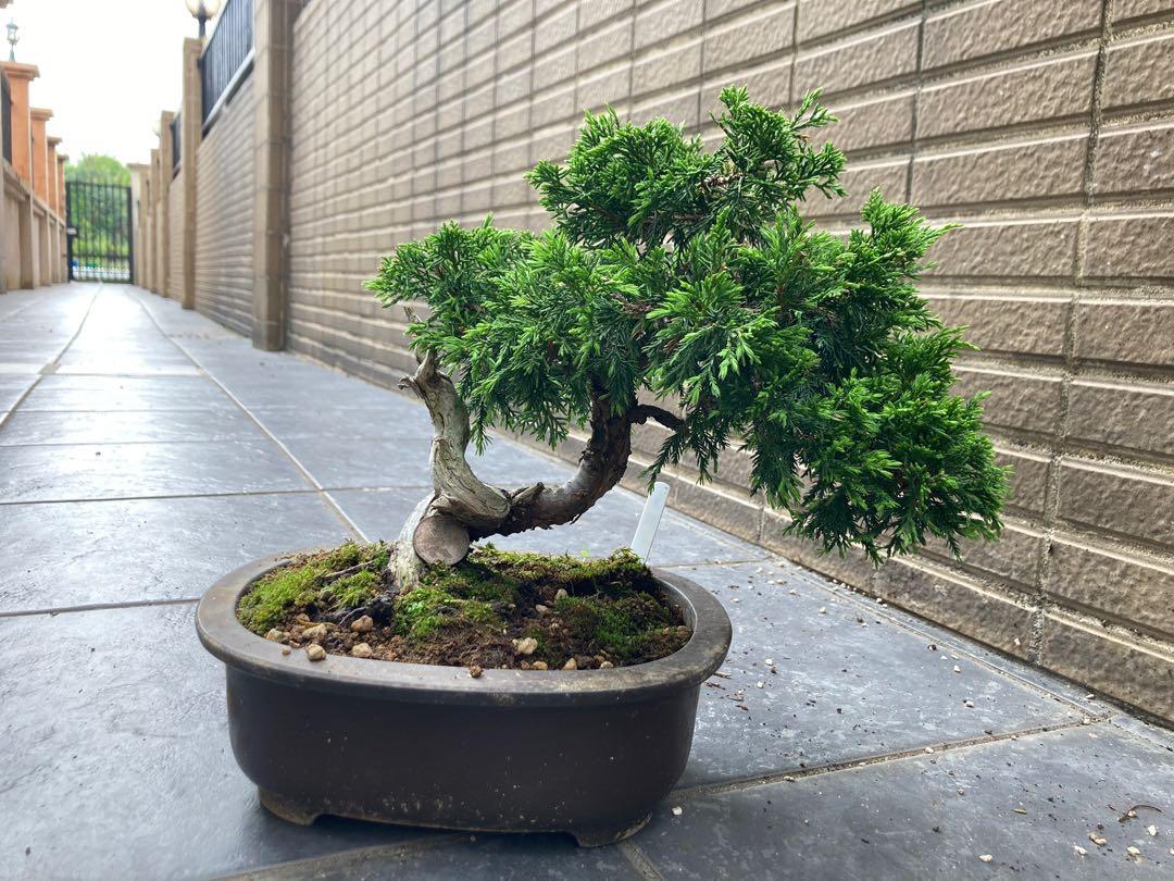 日本直送［系魚川真柏］小品, 傢俬＆家居, 園藝, 植物及種子- Carousell