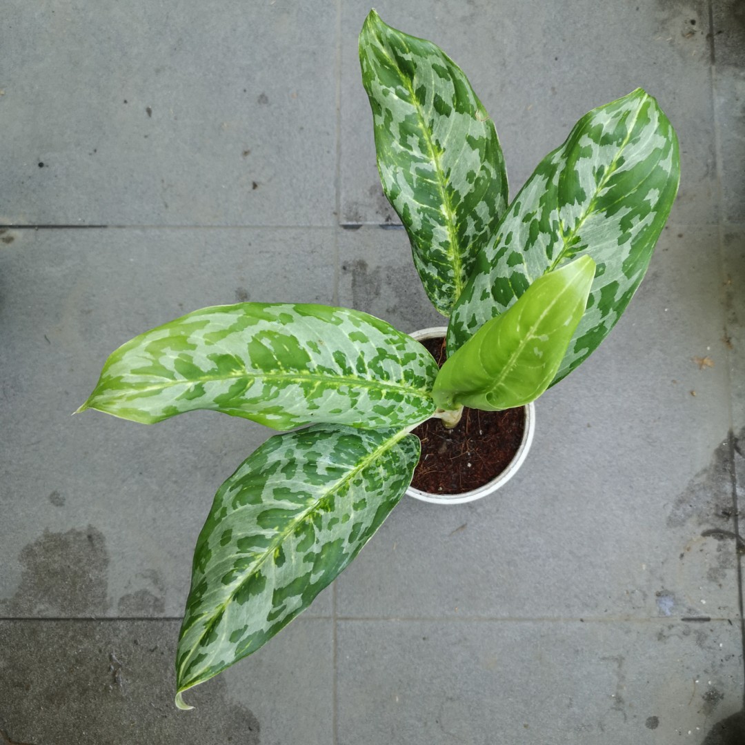 Aglaonema Peacock Furniture Home Living Gardening Plants Seeds On Carousell